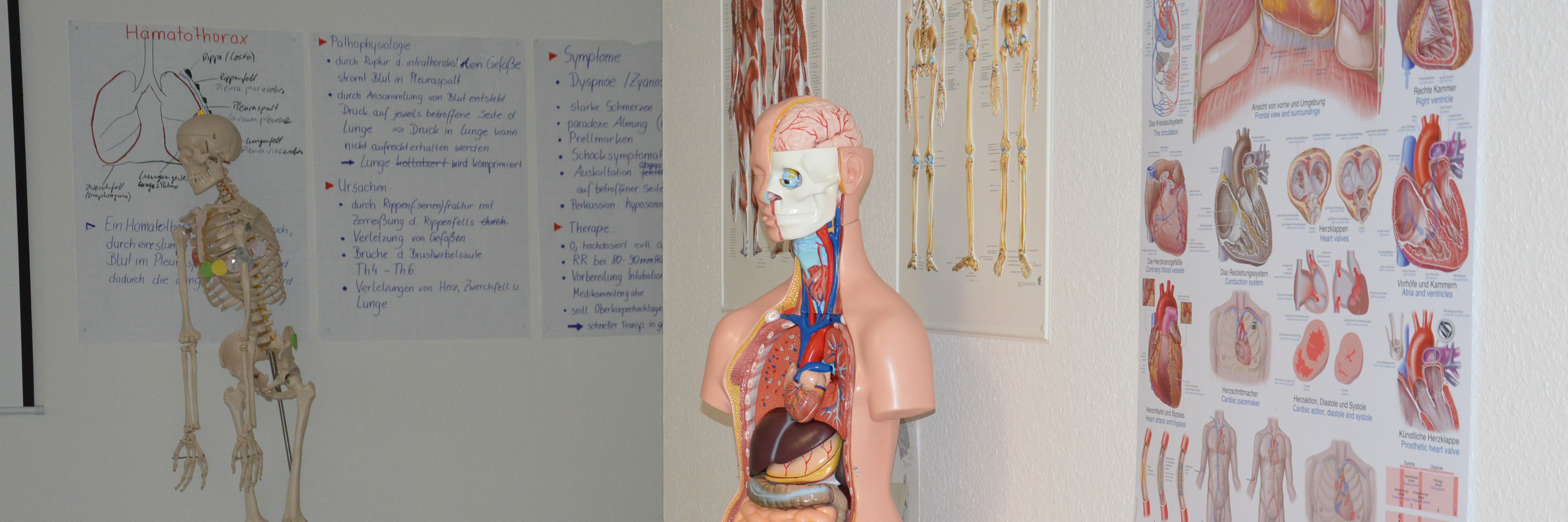Anatomisches Modell eines Menschen für Lernzwecke