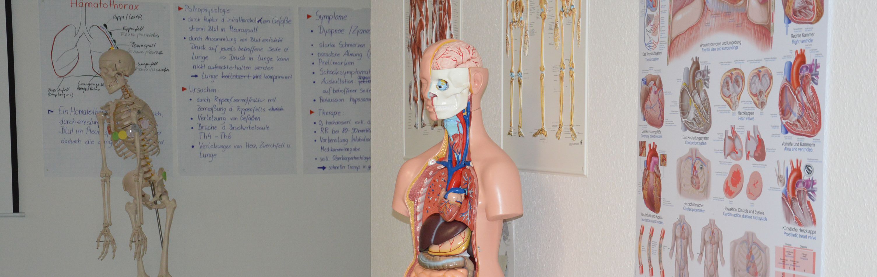 In einem Schulungsraum steht eine Figur zur Veranschaulichung des menschlichen Körpers. 